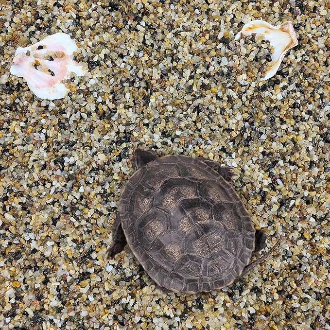 5 lbs Fish Tank Sand, 1/16 inch Mini Aquarium Gravel, Decorative Pea Gravel Stones for Air Plants, Vase Fillers, Landscaping and Succulent Soil Cover