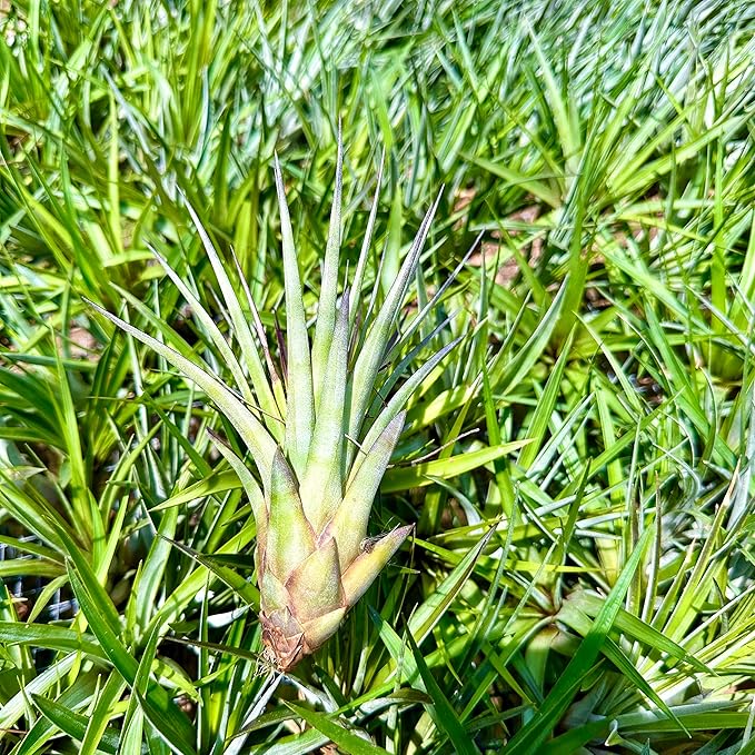 Air Plants - Tillandsia Fasciculata Tricolor, Large 4-6" - 3ct - Live Arrival Guaranteed - House Plants for Home Decor & Gift