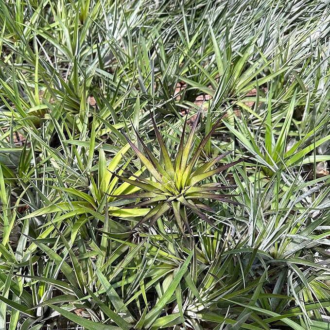 Air Plants - Tillandsia Fasciculata Tricolor, Large 4-6" - 1ct - Live Arrival Guaranteed - House Plants for Home Decor & Gift